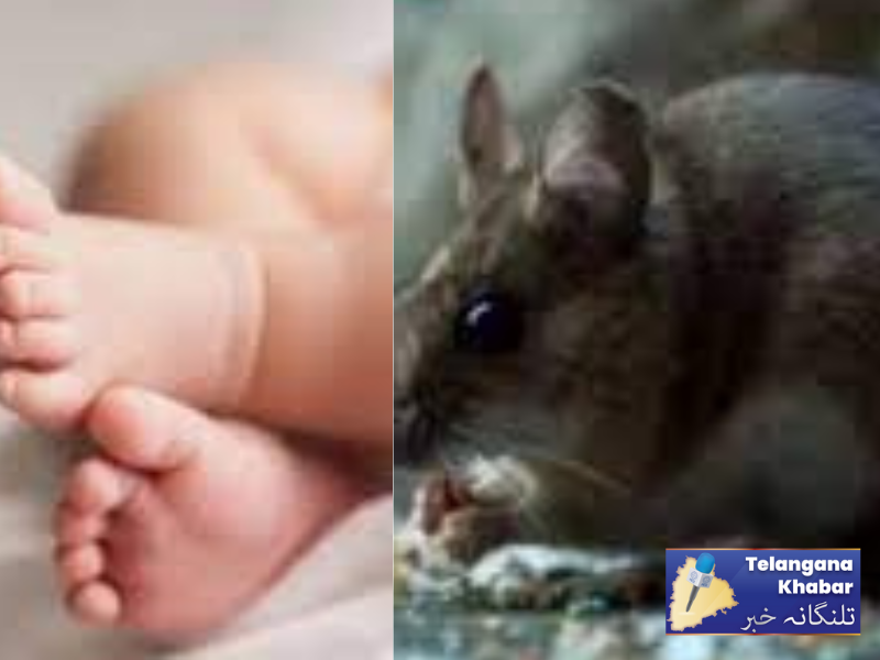 چوہے کے کاٹنے سے نوزائیدہ کی موت