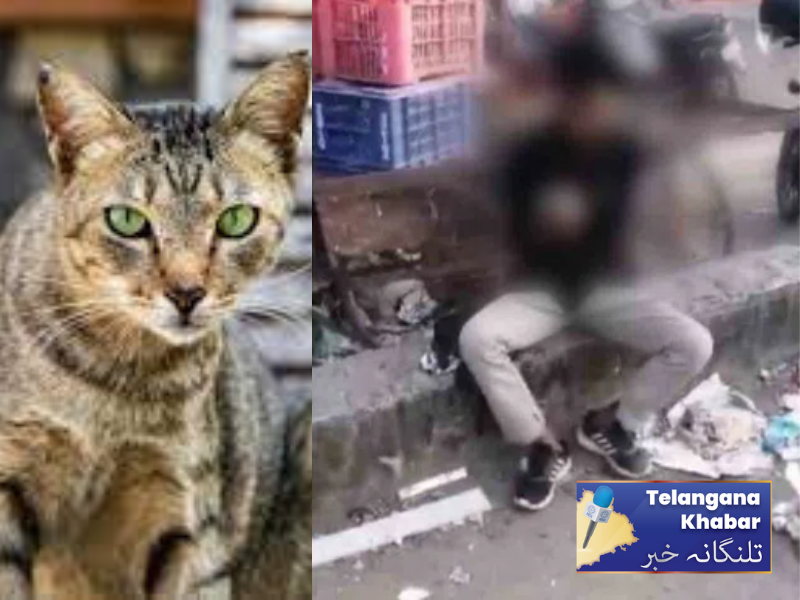 5دن سے بھوکے شخص نے کھا لیا مردہ بلی کا گوشت