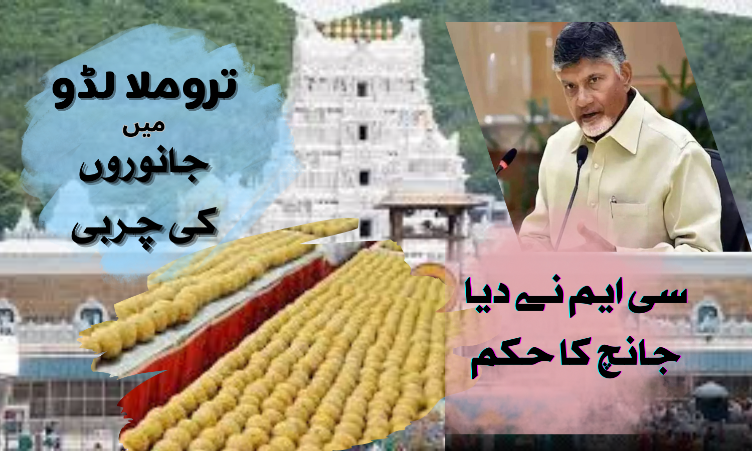 چندرابابو نائیڈو نے تروملا لڈو میں ملاوٹ کے معاملہ کی جانچ کا دیا حکم۔