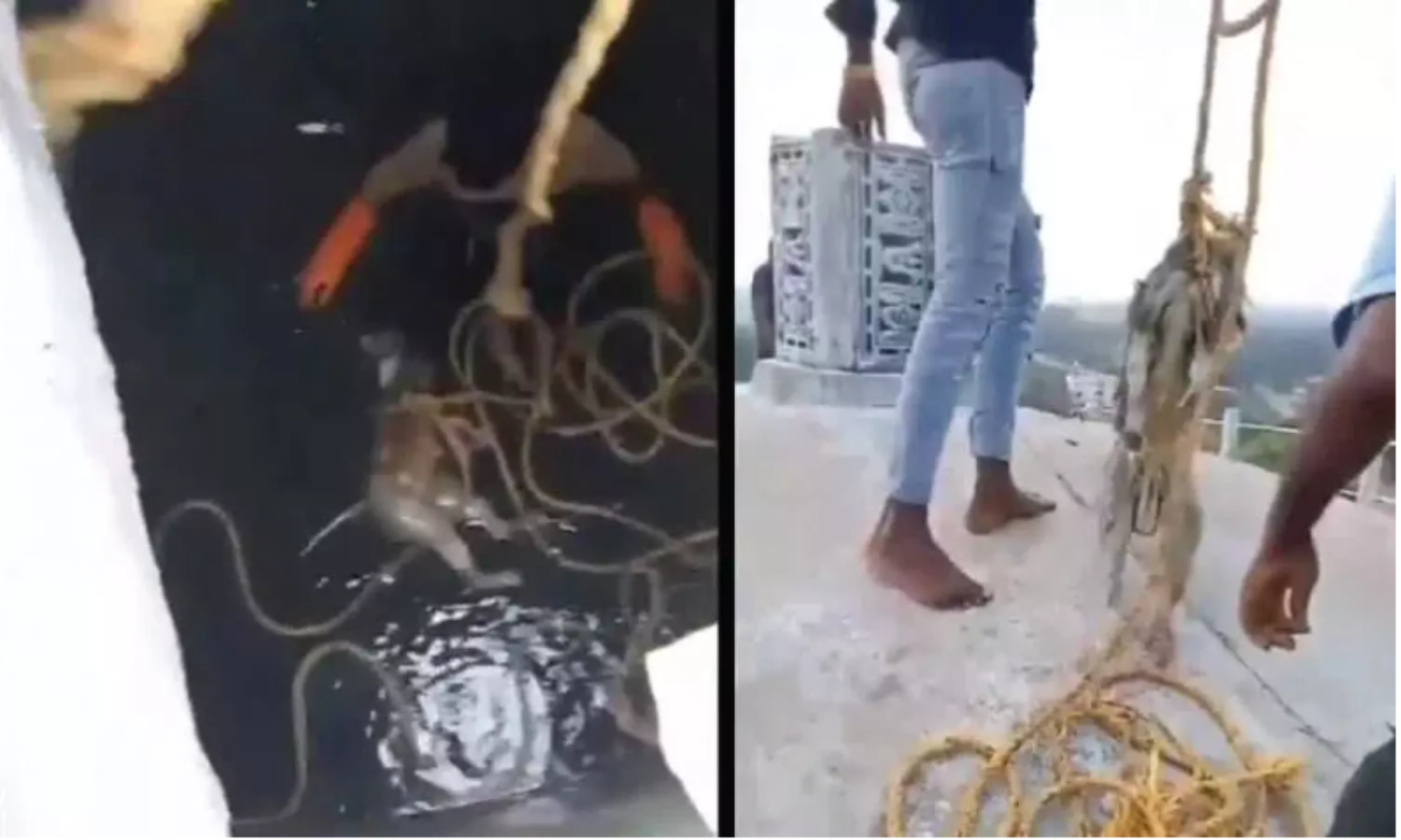 مشن بھگیرتھا کے واٹر ٹینک سے بندر کی لاش برآمد، مقامی لوگوں میں غم و غصہ